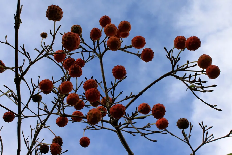 Rode vruchten van de Cornus aan de tak tegen een blauwe lucht