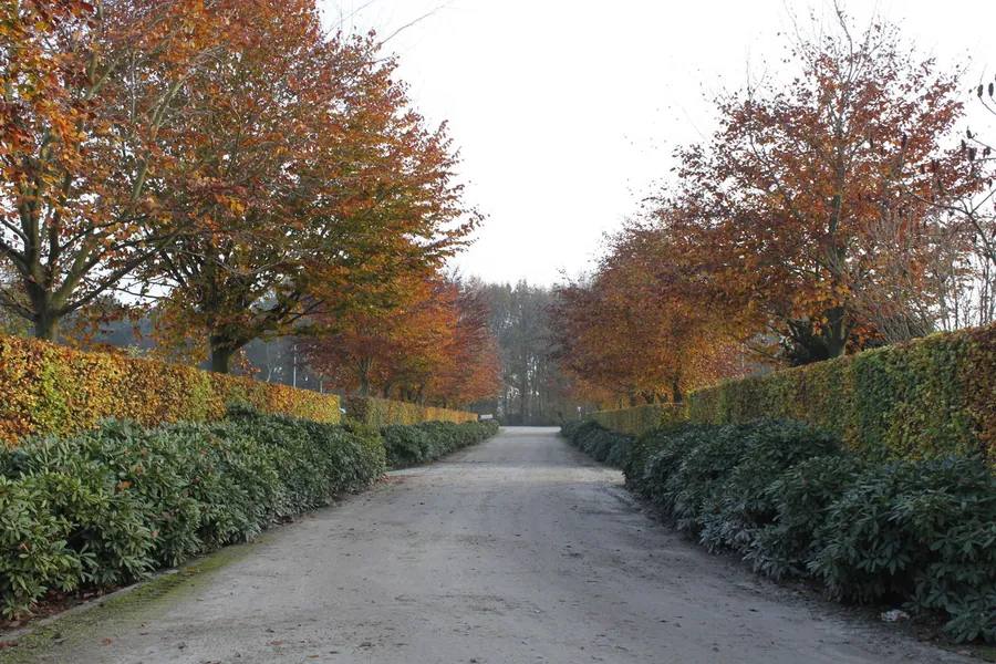 Laan met bomen in herfstkleur langs een pad, met hagen aan weerszijden