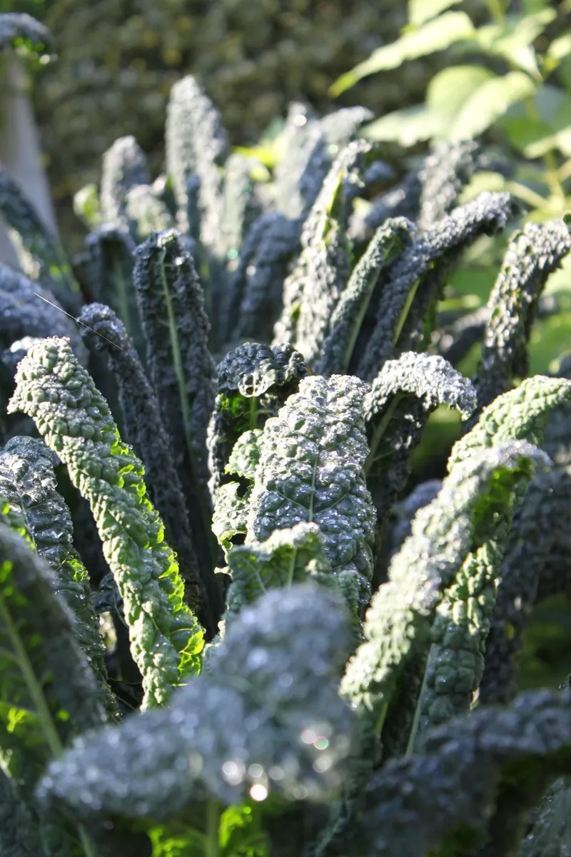 Rijen boerenkool met berijpte, gekrulde bladeren in de moestuin