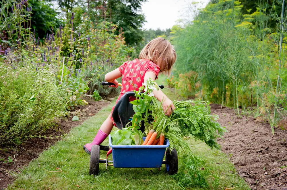 Kind trekt een bak met net geoogste wortels door de moestuin