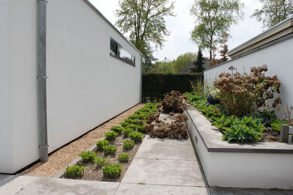 Nieuw aangeplante border met jonge vaste planten langs een witte muur