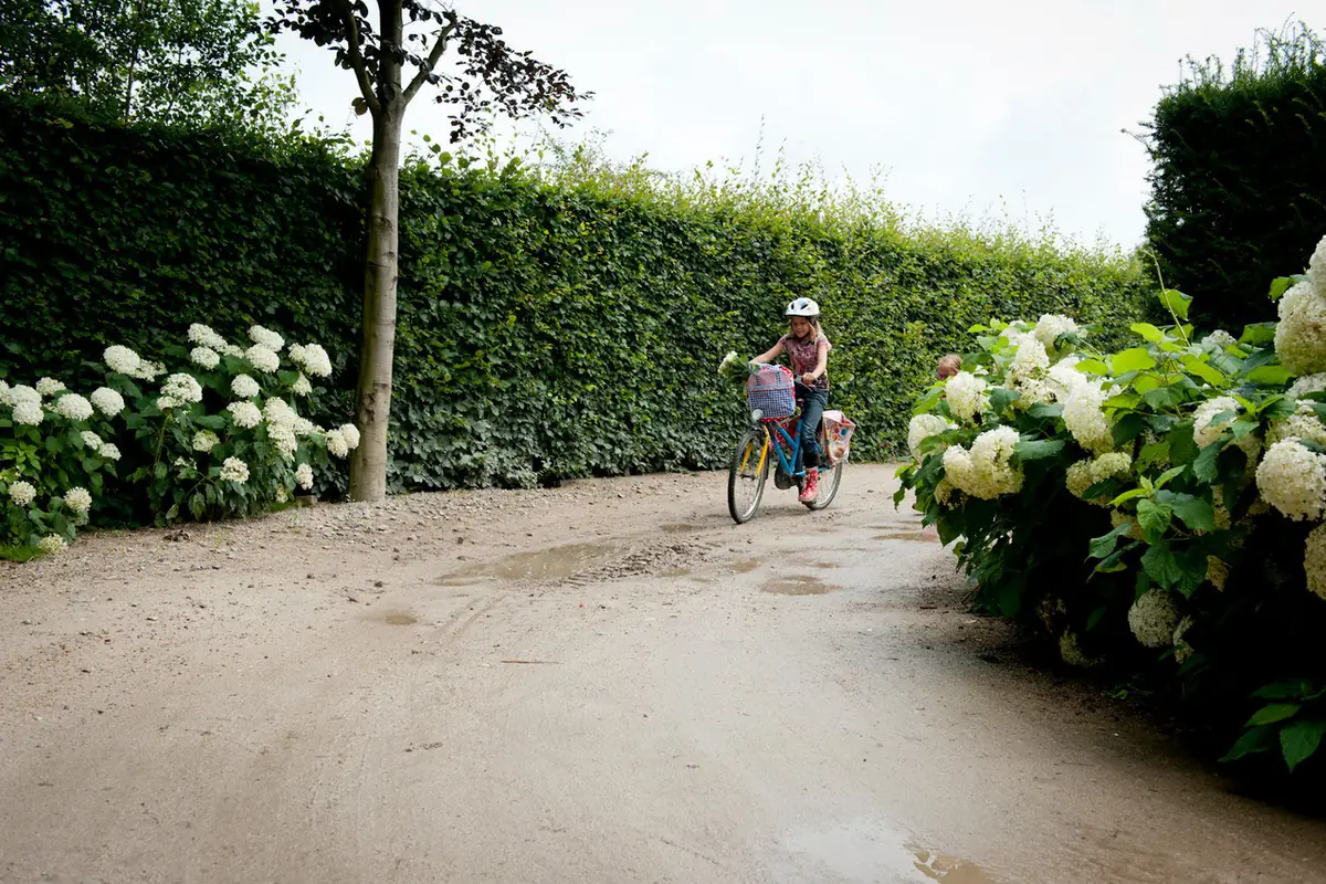 Kind fietst over een oprit langs bloeiende hortensia's en een strak geschoren haag