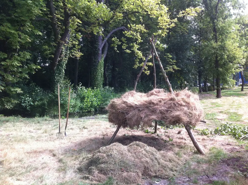 Grote solitaire boom met brede, laag hangende kroon, net geplant in het park